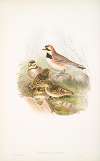 Otocoris alpestris. Shore-Lark.