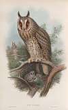 Otus vulgris. Long-eared Owl.
