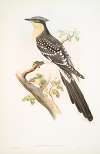 Oxylophus glandarius. Great Spotted Cuckoo.