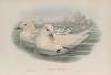 Pagophila eburnea. Ivory Gull.