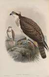 Pandion haliaëtus. Osprey