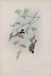 Parus ater. Coal Tit.