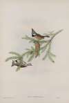 Parus cristatus. Crested Tit.