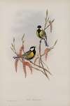 Parus major. Great Tit.