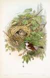 Passer domesticus. Common or House-Sparrow.
