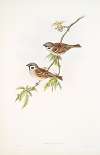 Passer montanus. Tree-Sparrow.
