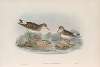 Pelinda Bonapartei. Bonaparte’s Sandpiper.