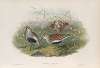 Pelinda cinclus. (Summer plumage). Dunlin (summer plumage).