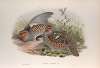 Perdix cinerea. Partridge.