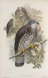 Pernis apivorus. Honey-Buzzard.