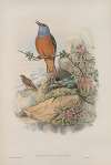 Petrocincla saxatilis. Rock-Thrush.