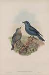 Petrocossyphus cyanus. Blue Rock-Thrush.