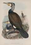 Phalacrocorax carbo. Cormorant.