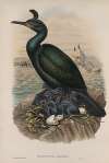 Phalacrocorax graculus. Crested Cormorant, or Shag.