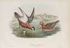 Phalaropus fulicarius. Summer plumage. Grey Phalarope (summer plumage).
