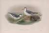 Phalaropus fulicarius. Winter plumage. Grey Phalarope (winter plumage).