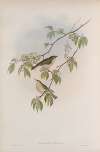 Phyllopneuste rufa. Chiff-chaff.