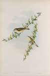 Phyllopneuste trochilus. Willow-Wren.