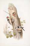 Picus minor. Lesser Spotted Woodpecker.