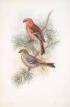 Pinicola enucleator. Pine-Grosbeak.