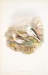 Plectrophanes nivalis. Snow Bunting, or Snowflake.