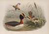 Podiceps auritus. Horned Grebe.
