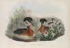 Podiceps rubricollis. Red-necked Grebe.