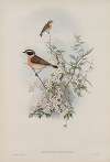 Pratincola rubetra. Whinchat.