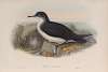 Puffinus anglorum. Manx Shearwater.