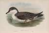 Puffinus major. Great Shearwater.