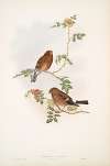 Pyrrhula vulgaris. Bullfinch Young.