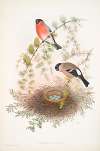 Pyrrhula vulgaris. Bullfinch.