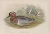 Querquedula circia. Garganey.