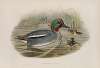 Querquedula crecca. Teal.