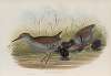 Rallus aquaticus. Water-Rail.