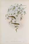 Reguloïdes superciliosus. Yellow-browed Warbler.