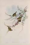Regulus ignicapillus. Fire-crested Wren.
