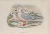 Rhodostethia Rossii. Ross’s Gull.