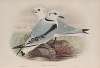 Rissa tridactyla. Kittiwake.