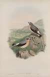 Saxicola oenanthe. Wheatear.