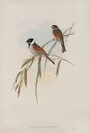 Schænicola arundinacea. Reed-Bunting.