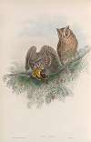 Scops zorca. Scops Eared Owl.