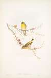 Serinus hortulanus. Serin Finch.