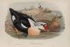 Somateria spectabilis. King Duck