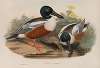 Spatula clypeata. Shoveller Duck.