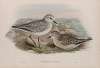 Squatarola helvetica. Plumage of Winter and young of the year.