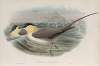 Stercorarius longicaudus. Long-tailed Skua.