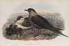 Stercorarius parasiticus. Arctic Skua.