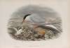 Sterna hirundo. Common Tern.