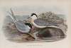 Sterna macrura. Arctic Tern.